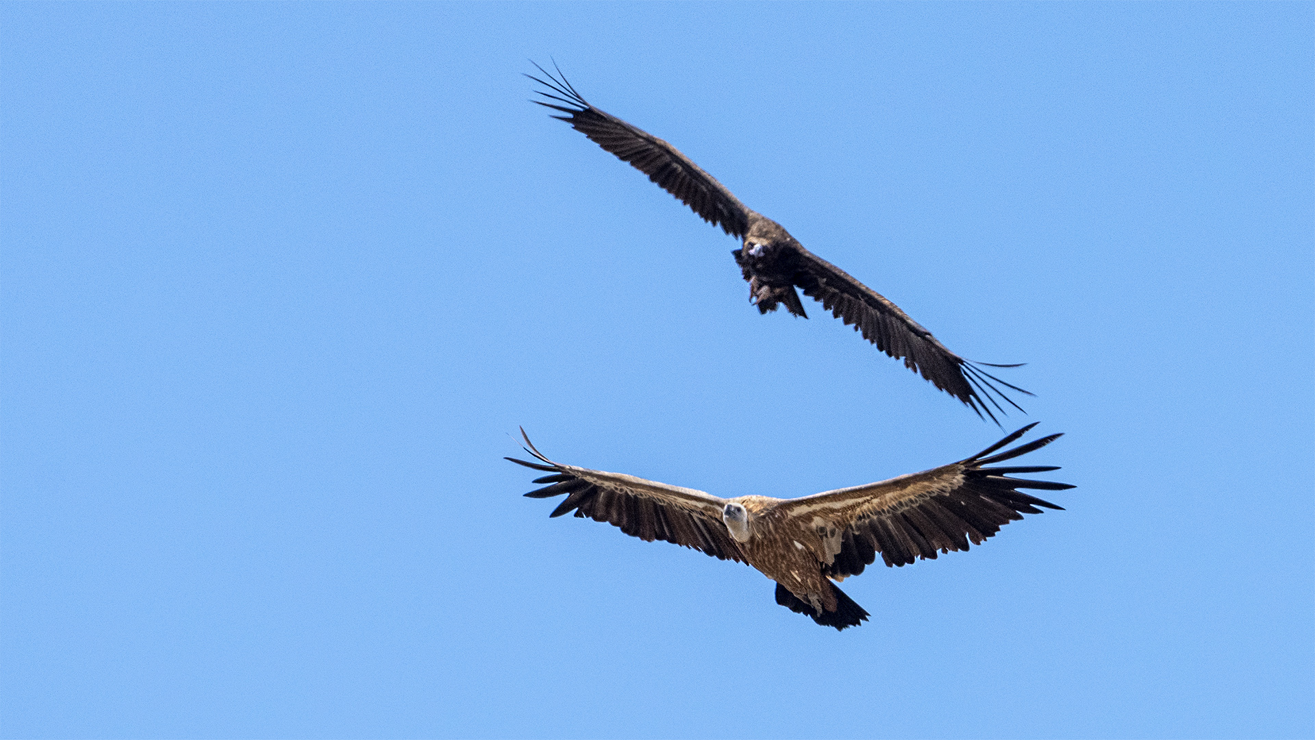 Eurasian Griffon
